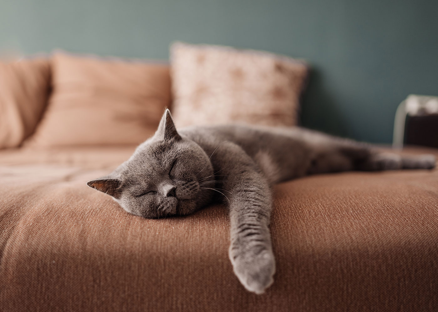 What Savvy Investors Can Learn from their Cats